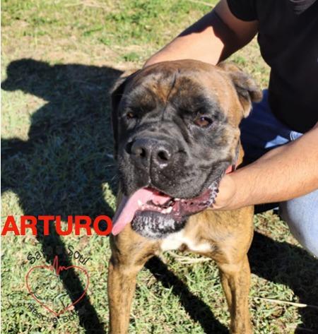 Arturo boxer puro di 3 anni in adozione Foto 3